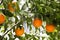 Fresh ripe oranges growing on tree outdoors