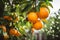 Fresh ripe oranges hanging on trees in orange garden