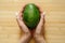 Fresh ripe organic green avocado in female hands on woden table