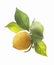 Fresh ripe organic lemon on branch with green leaves on white background. Citrus fruits concept