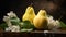 Fresh ripe organic yellow pears with water drops on rustic wooden board