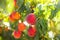 Fresh ripe peach on tree in summer orchard