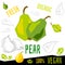 Fresh ripe pear slice pears fruits organic vegan food vector hand drawn illustrations