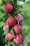 Fresh ripe plums on branch