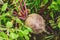 Fresh ripe red beetroot in the garden