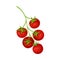 Fresh Ripe Red Cherry Tomatoes, Vegan Organic Healthy Vegetable Vector Illustration