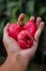 Fresh ripe red rose apples hanging on hand. Also know as jambu air Merah (Syzygium aqueum)