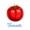 Fresh ripe red tomato with leaves sketch icon