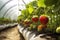 Fresh ripe red and unripe green strawberries growing in a greenhouse. Close-up. Generative AI