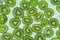 Fresh and ripe slices of kiwi fruit, great summer wallpaper background .