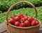 Fresh ripe strawberries in wicker basket.