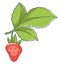 Fresh ripe strawberry plant with berry harvesting