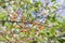 Fresh ripe summer cherries. Red berries on tree branch