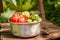 Fresh and ripe tomatoes in rustic aluminum pot