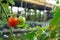 Fresh ripe tomatoes on the trees in Muntilan, Magelang, Indonesia.