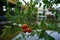 Fresh ripe tomatoes on the trees in Muntilan, Magelang, Indonesia.