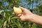 Fresh ripen apples on branch tree