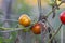 Fresh ripen Tomatoes on the plant