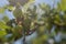 Fresh ripening gooseberries on the branch of bush