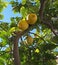 Fresh ripening lemons and flowers