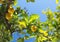 Fresh ripening lemons and flowers