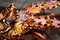 Fresh rock lobster head in seafood market