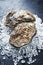 Fresh rock oyster on crushed ice