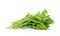 Fresh rocket lettuce leaves or sweet rucola salad isolated on white b