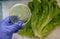 Fresh Romaine lettuce with E coli culture plate