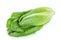 Fresh roman cos lettuce isolated on a white background