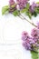 Fresh, romantic lilac branches on white subtle background