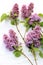 Fresh, romantic lilac branches on white subtle background