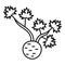 Fresh root celery icon, outline style