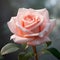 Fresh rose against a natural background