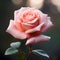 Fresh rose against a natural background