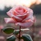 Fresh rose against a natural background