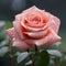 Fresh rose against a natural background