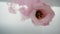 Fresh rose with a beautiful pink core is in cold, crystal clear water. A stream of rose water pours on a flower from