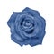 Fresh rose flower isolated on white. Isolate blossom rose tinted in trendy classic blue color. Beautiful natural rose flower