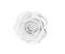 Fresh rose flowers white or gray head blooming isolated on background with clipping path top view