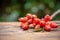 Fresh rosehip on wood rustic background in daylight