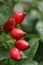 Fresh Rosehips growing on a bush