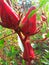 Fresh Rosella flowers in the morning