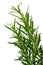 Fresh Rosemary