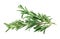 Fresh rosemary