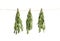 Fresh rosemary bunches hanging on white background