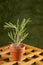 Fresh rosemary in a clay pot.