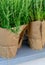 Fresh rosemary growing in pots packed in natural paper. Background for an article about cooking.