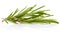 Fresh Rosemary Herb bunch. Gardening farming fragrant herb