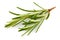 Fresh Rosemary Herb bunch. Gardening farming fragrant herb